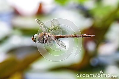 Dragonfly male Stock Photo