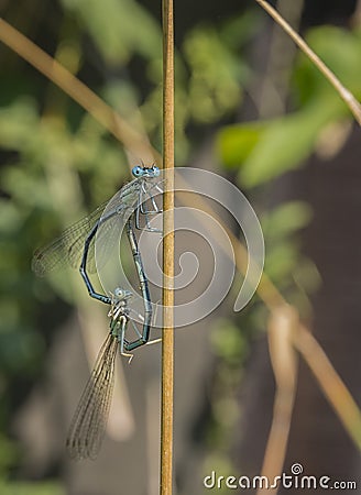 Dragonfly, male and female Make love Stock Photo