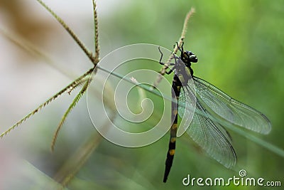 Dragonfly Stock Photo