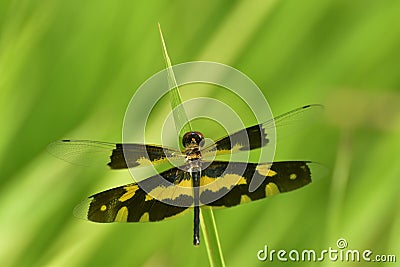 Dragonfly in nature green background Stock Photo