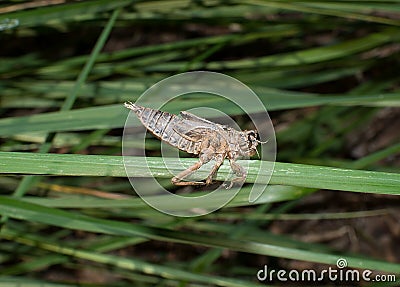 Dragonfly nymph pupa shell on a grass Stock Photo