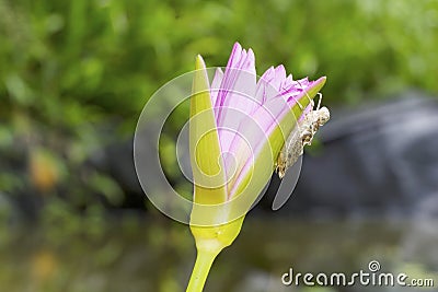 Dragonfly nymph shell on lotus flower Stock Photo