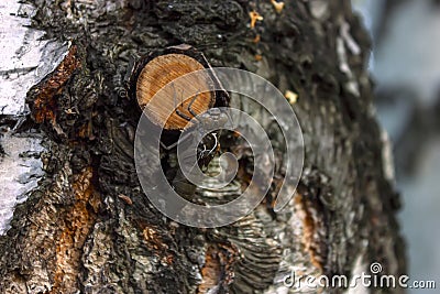 Dragonfly nymph on a tree trunk close-up. Macro dragonfly larvae Stock Photo