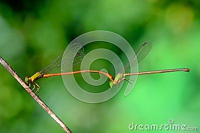 Dragonfly Stock Photo