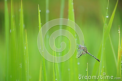Dragonfly in the paddy rice Stock Photo