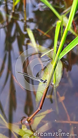 Dragonfly perch To water grass Stock Photo