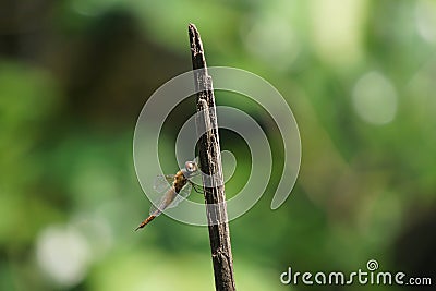 Dragonfly perch on a twig 3 Stock Photo