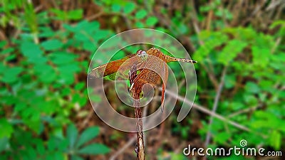 portrait DRAGONFLY. in the open Stock Photo