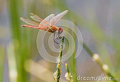 Dragonfly Stock Photo