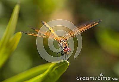 Dragonfly pose Stock Photo