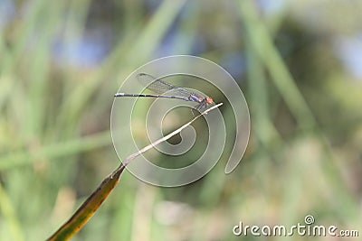 Dragonfly Pose Stock Photo