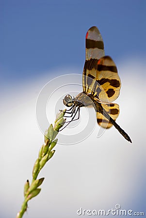 Dragonfly with red wingtips Stock Photo