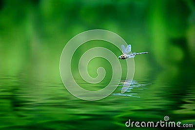 Dragonfly Reflection Stock Photo