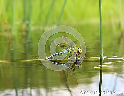 Dragonfly with reflection in the water Stock Photo