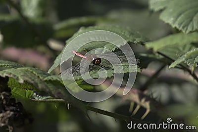 Dragonfly resting on a blackberry leaf Stock Photo