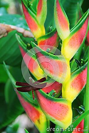 Dragonfly resting on a heliconia flower Stock Photo