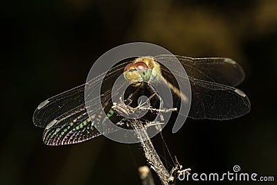 Dragonfly resting Stock Photo