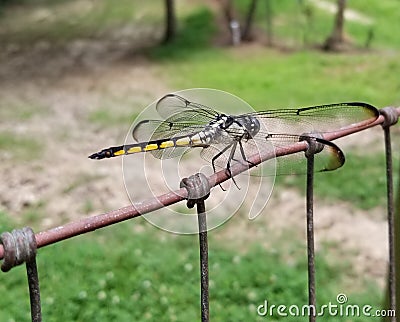 Dragonfly resting on top of a barbed wire fence Stock Photo