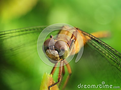 Dragonfly resting on top of leaf Stock Photo