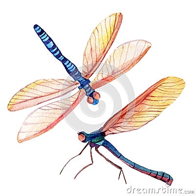 Dragonfly Cartoon Illustration