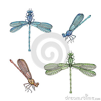 Dragonfly set watercolor illustration. Hand drawn damsefly side and top view elements collection. Bright insect close up image. Cartoon Illustration