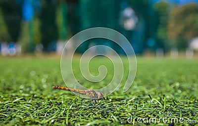 A dragonfly sits on artificial grass on a soccer field? An footb Stock Photo