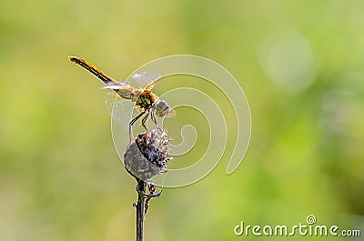 Dragonfly sits on a dry flower bud Stock Photo