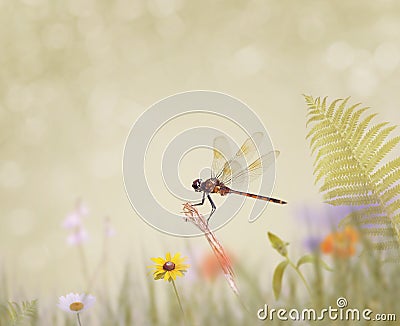 Dragonfly sits on the grass Stock Photo