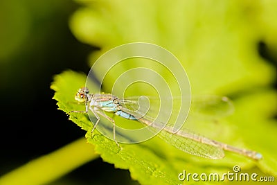 A dragonfly sits on a green leaf Stock Photo