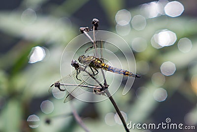 Dragonfly sitting on a branch. Stock Photo