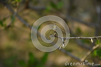 Dragonfly sitting on a branch of tree . Bokhe background . Stock Photo