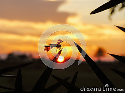 Dragonfly sitting in the foreground, sunset in the background Stock Photo