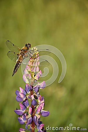 Dragonfly sitting on a lupine flower. Stock Photo