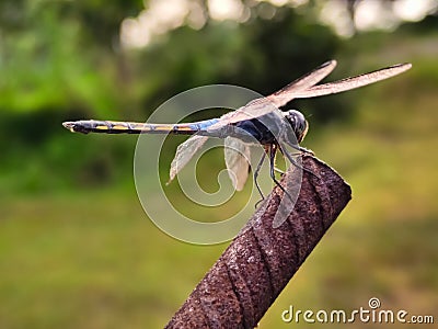 a dragonfly sitting on an old iron rod Stock Photo