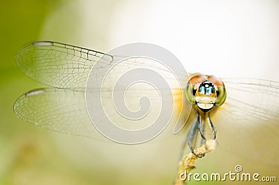 Dragonfly. Stock Photo