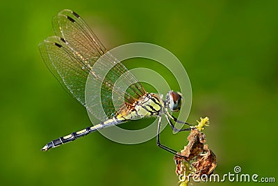 Dragonfly from Sri Lanka. Dancing dropwing, Trithemis pallidinervis, sitting on the green leaves. Beautiful dragon fly in the Stock Photo