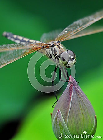 Dragonfly stand in bud Stock Photo
