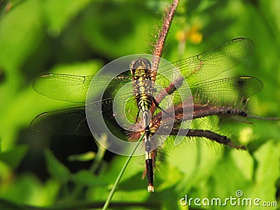 dragonfly stand on meadow Stock Photo