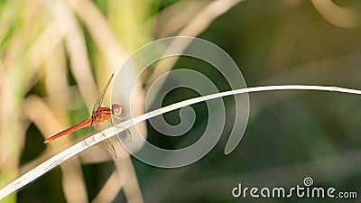 A dragonfly stuck on a rice leaf with Stock Photo