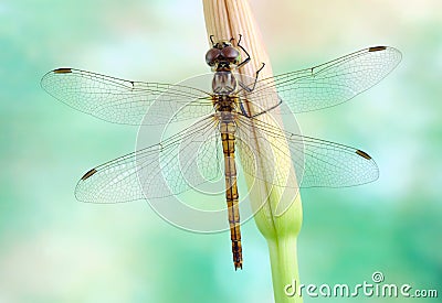 Dragonfly Sympetrum vulgatum (female) Stock Photo