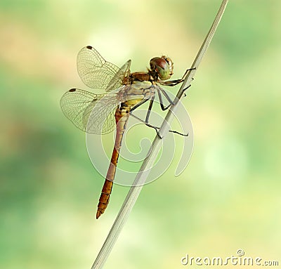 Dragonfly Sympetrum vulgatum (male) Stock Photo