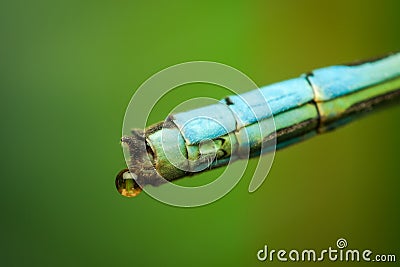 Extreme macro magnification of a dragonfly tail structure Stock Photo