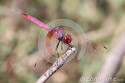 Male violet dropwing dragonfly Stock Photo