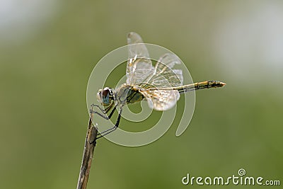 Dragonfly on top of twig. Stock Photo