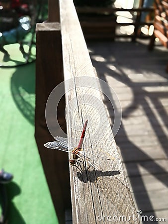 Summer and the dragonfly in the garden Stock Photo