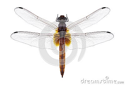 Dragonfly Trithemis aurora Stock Photo