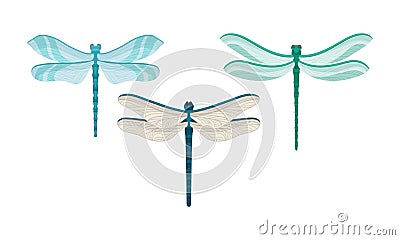 Dragonfly with Two Pairs of Strong, Transparent Wings Vector Set Vector Illustration