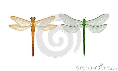 Dragonfly with Two Pairs of Strong, Transparent Wings Vector Set Vector Illustration