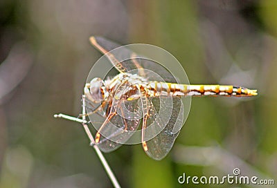 Dragonfly, Variegated Meadowhawk, Sympetrum corruptum Stock Photo