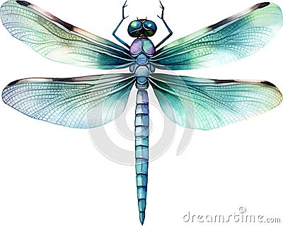 Dragonfly Watercolor Clipart Stock Photo